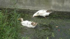 鴨子養(yǎng)殖培育基地