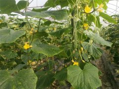 蔬菜種植基地三十五